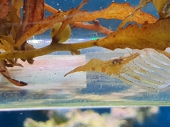 Leander tenuicornis