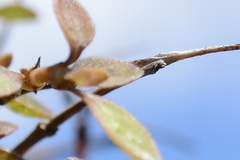 Coprosma rubra