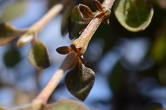 Coprosma rubra