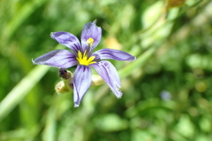 Sisyrinchium halophilum