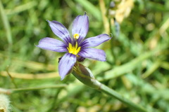 Sisyrinchium halophilum
