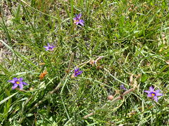 Sisyrinchium halophilum