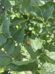 Chelymorpha cassidea