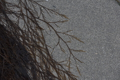 Desmarestia aculeata