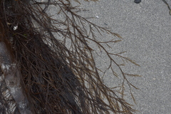 Desmarestia aculeata