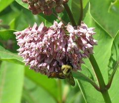 Bombus griseocollis