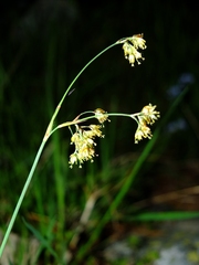 Luzula lutea