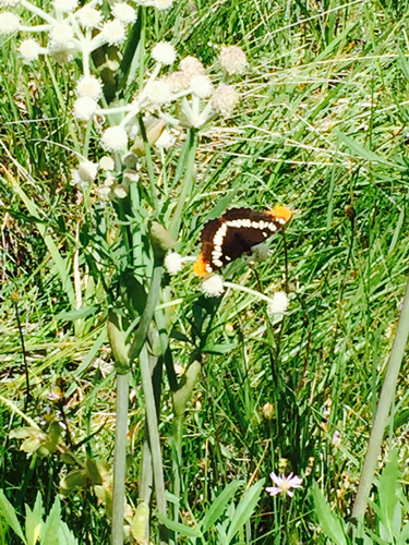 iNaturalist observation photo of Lorquin's Admiral