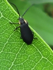Polemius laticornis