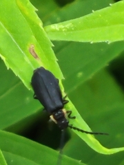 Polemius laticornis