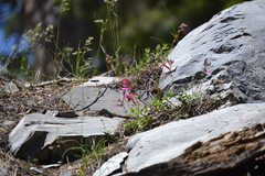 Penstemon rostriflorus