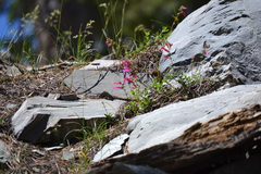 Penstemon rostriflorus