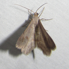 Frederickia prolificata