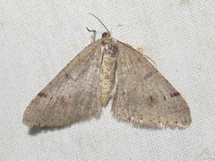 Frederickia prolificata