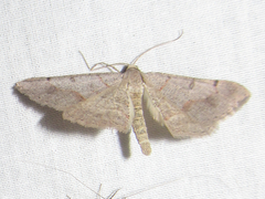 Frederickia prolificata