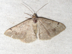 Frederickia prolificata