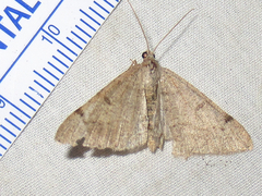 Frederickia prolificata