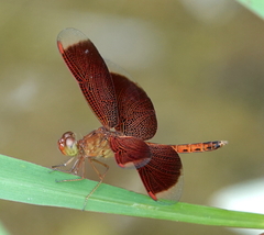 Neurothemis fluctuans