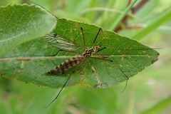 Nephrotoma flavipalpis
