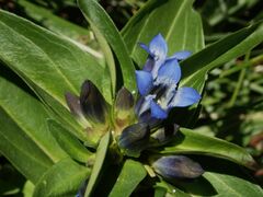 Gentiana cruciata cruciata