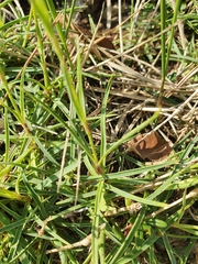 Dianthus hyssopifolius