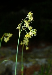 Luzula lutea