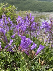 Penstemon fruticosus fruticosus