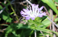 Stokesia laevis