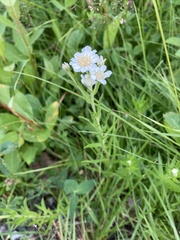 Achillea ptarmica