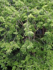 Ulmus