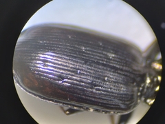 Loricera
