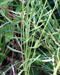 Balduina uniflora