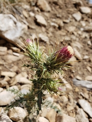 Cirsium arizonicum arizonicum