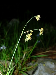 Luzula lutea