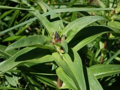Gentiana cruciata cruciata