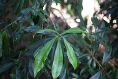Planchonella chartacea