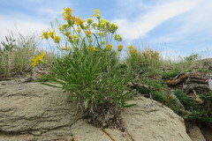 Stenotus armerioides