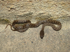 Madagascarophis colubrinus