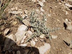 Cirsium arizonicum arizonicum