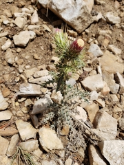 Cirsium arizonicum arizonicum