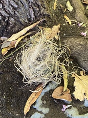 Chlorodrepanis virens wilsoni