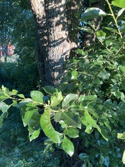 Salix caprea