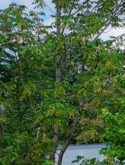 Acer negundo