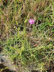 Dianthus hyssopifolius