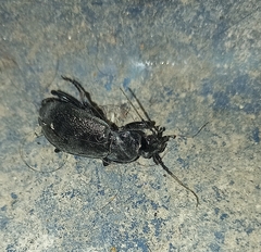 Carabus rossii