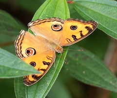 Junonia almana