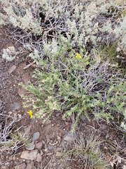 Ericameria suffruticosa