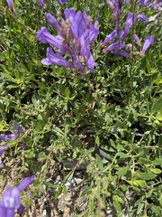 Penstemon fruticosus fruticosus