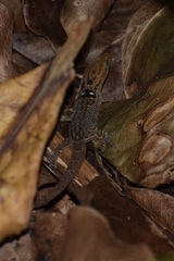 Sphaerodactylus grandisquamis