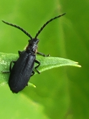 Polemius laticornis